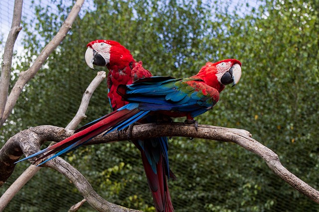 Színes papagájok a parkban