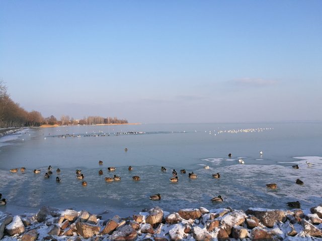 A kacsák már koriznak a Balaton jegén