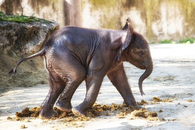 Elefántbébi a bécsi állatkertben
