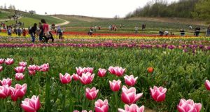 Kőröshegyi levendulás és tulipánok