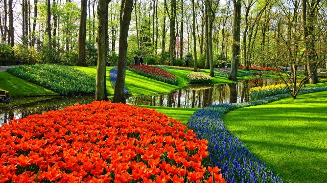 Gyönyörű holland tulipánok