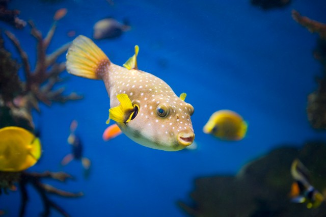 Gyönyörű halak az aquariumban
