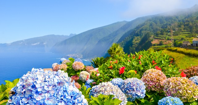 Madeira virágok